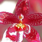 Orchideen -15-