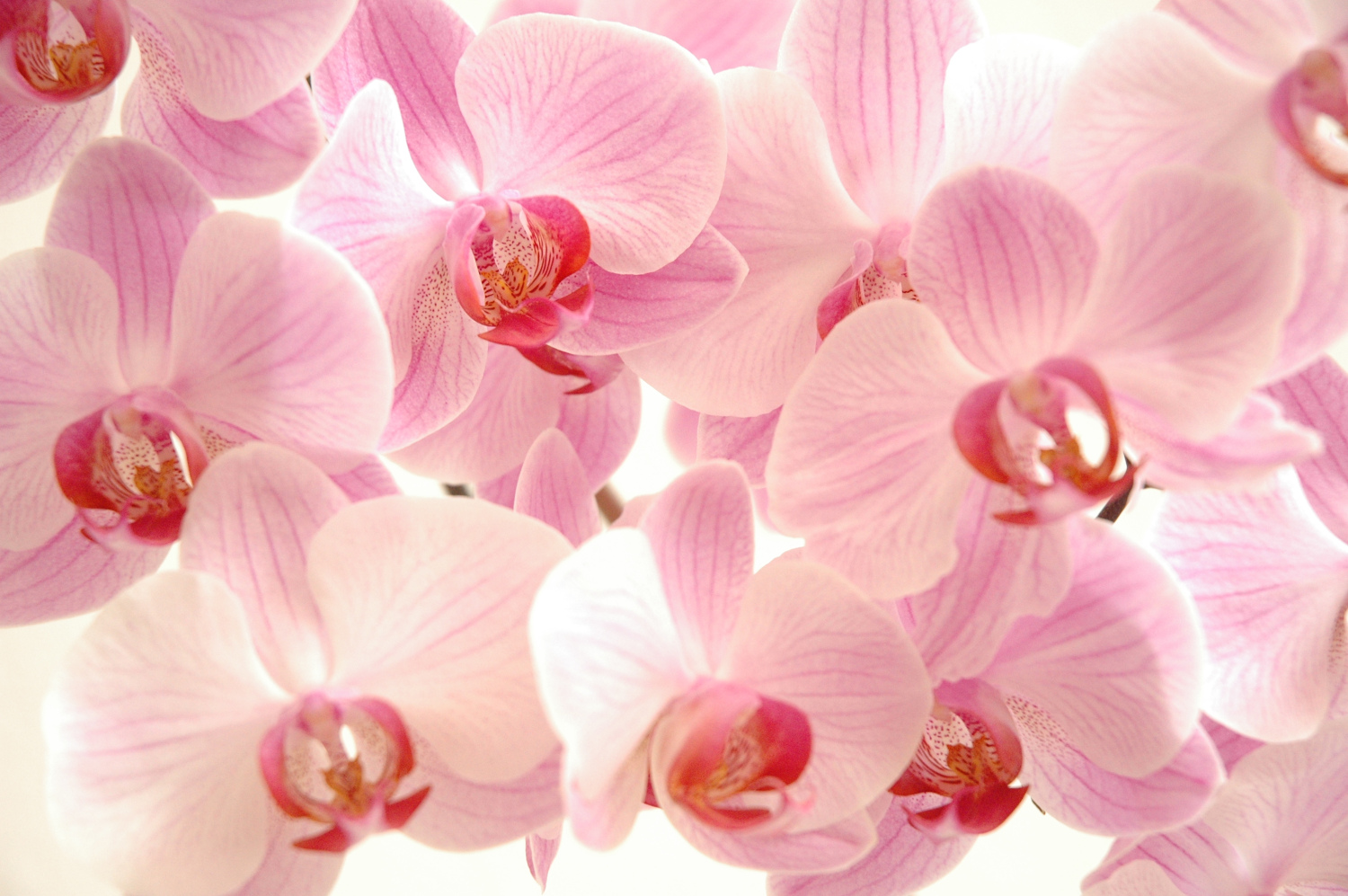 Orchideen