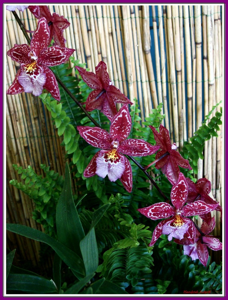 Orchideen 17