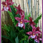 Orchideen 17