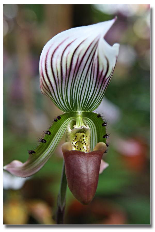 Orchideen-17
