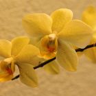 Orchideen -18-  