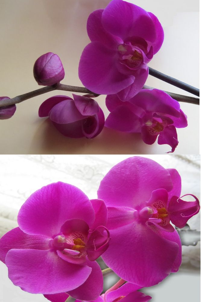 Orchideen