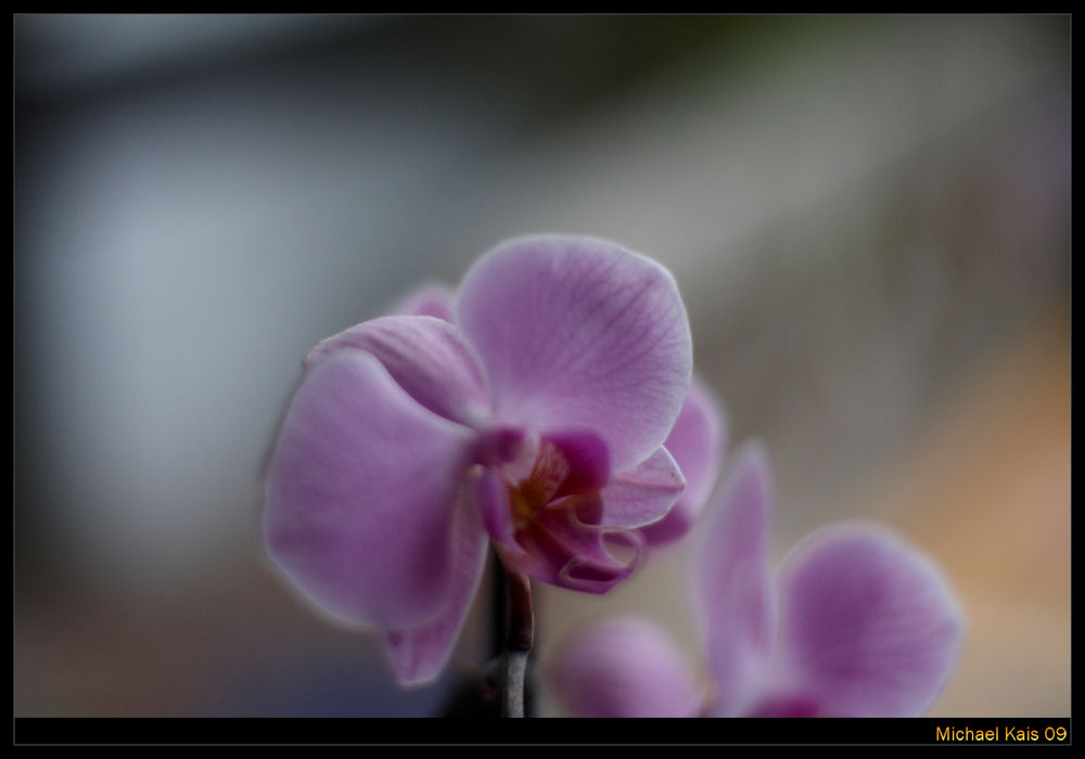 Orchideen