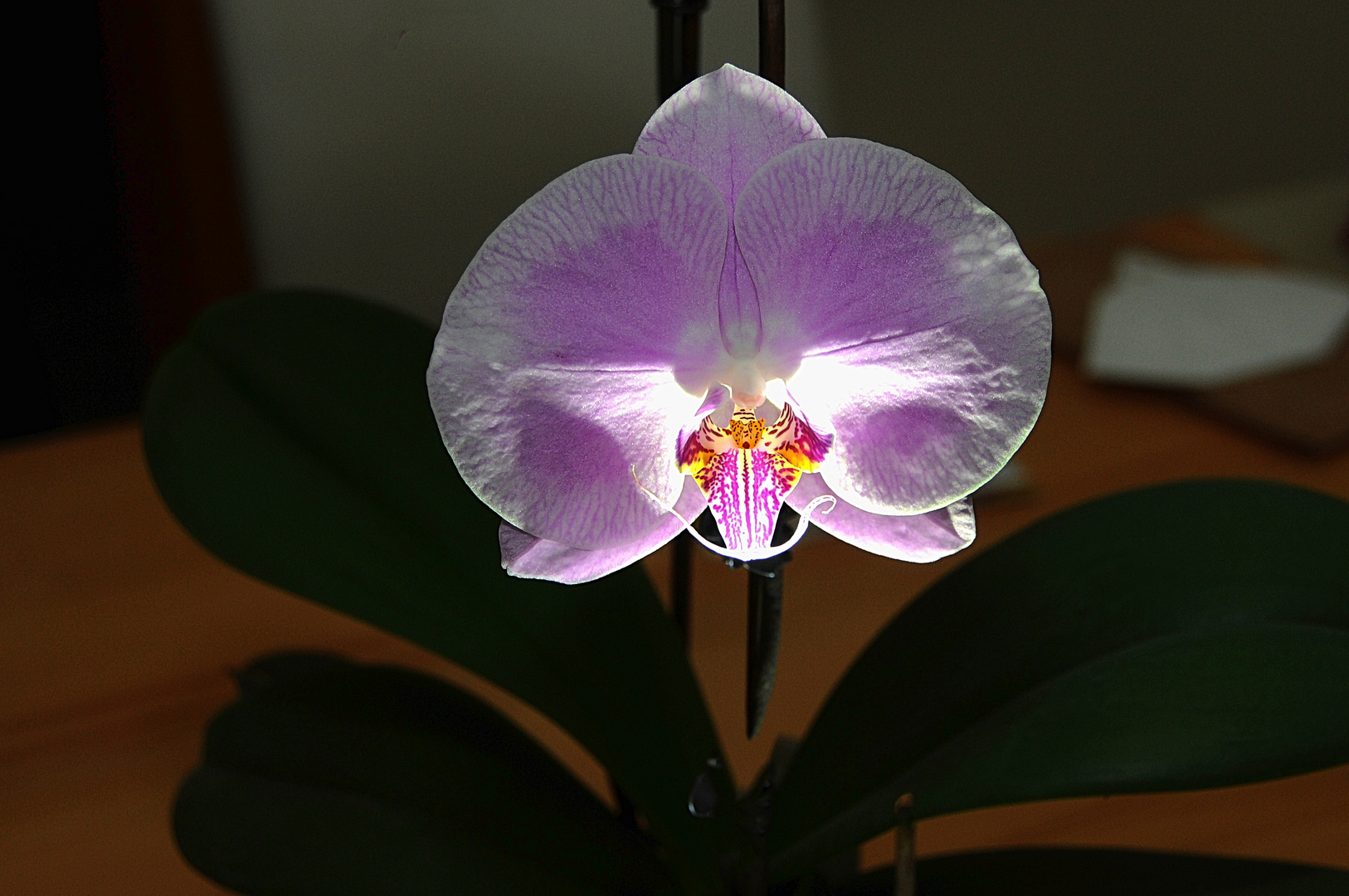 Orchideen 