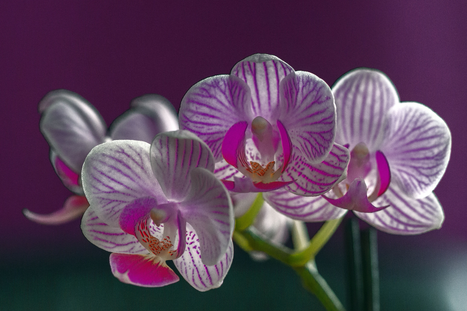 Orchideen