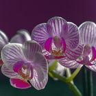 Orchideen