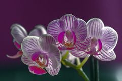 Orchideen