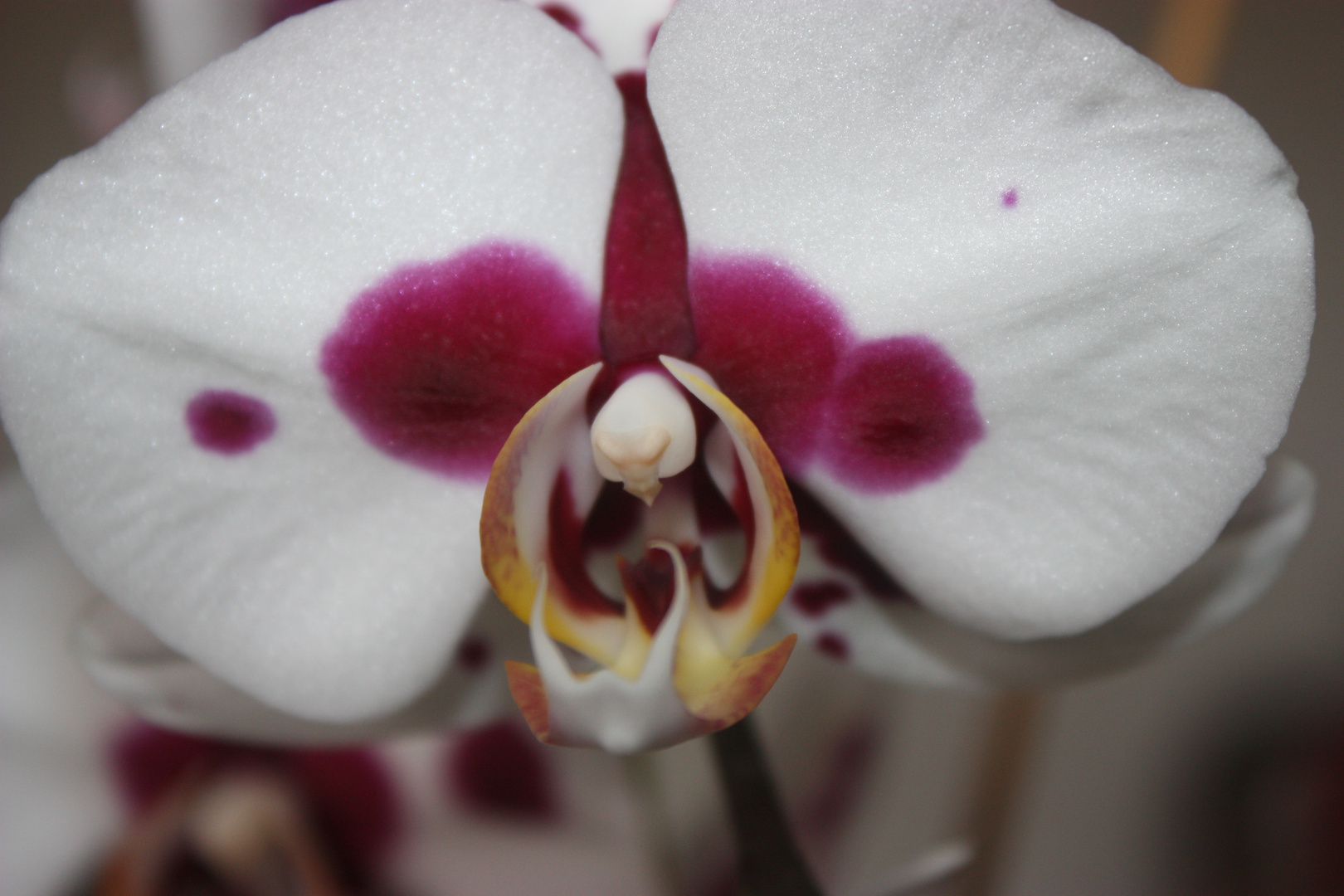 orchideen