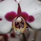 orchideen