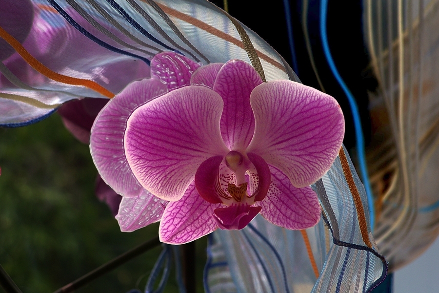 Orchideen