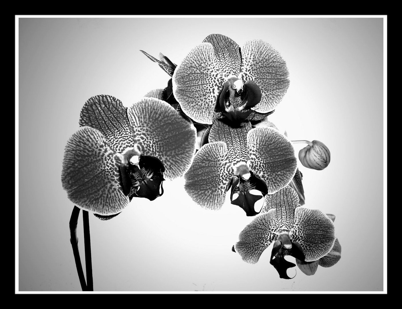 Orchideen