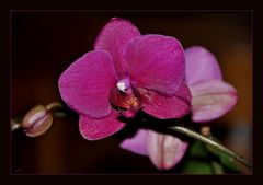 Orchideen  -2-