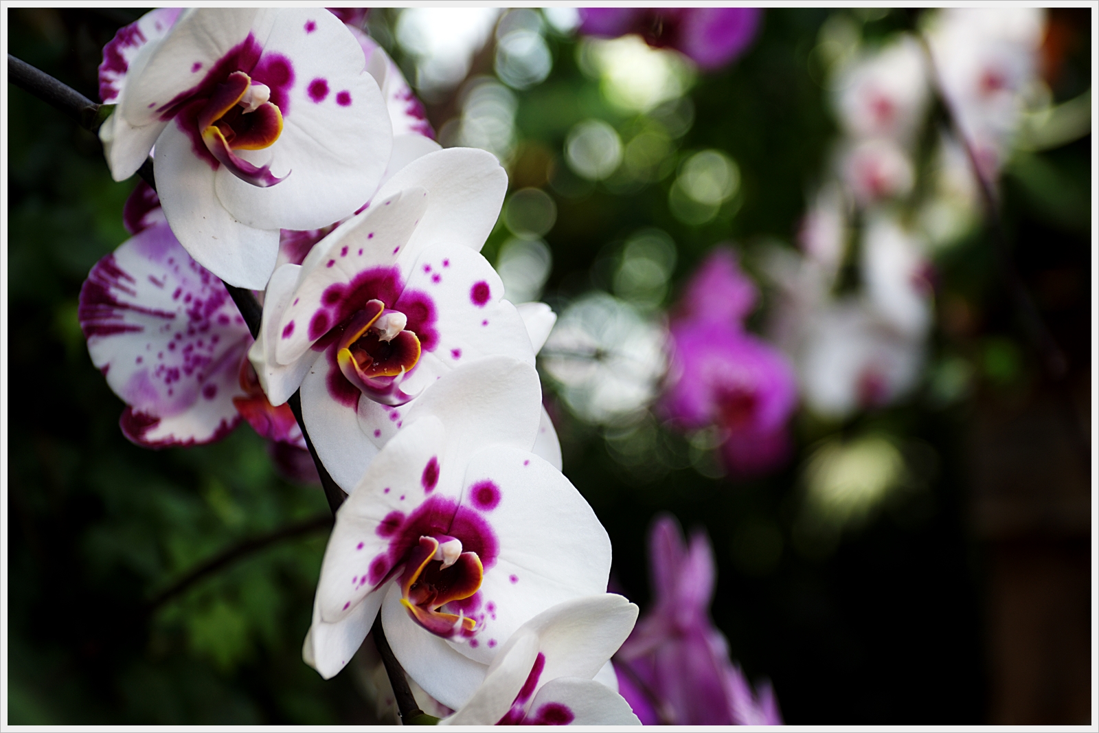 Orchideen # 2