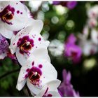 Orchideen # 2