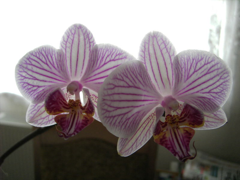 Orchideen # 2 #