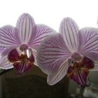 Orchideen # 2 #