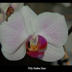 Orchideen [2]
