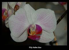 Orchideen [2]