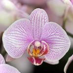 Orchideen -2-