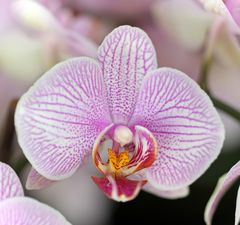 Orchideen -2-