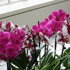 Orchideen 2