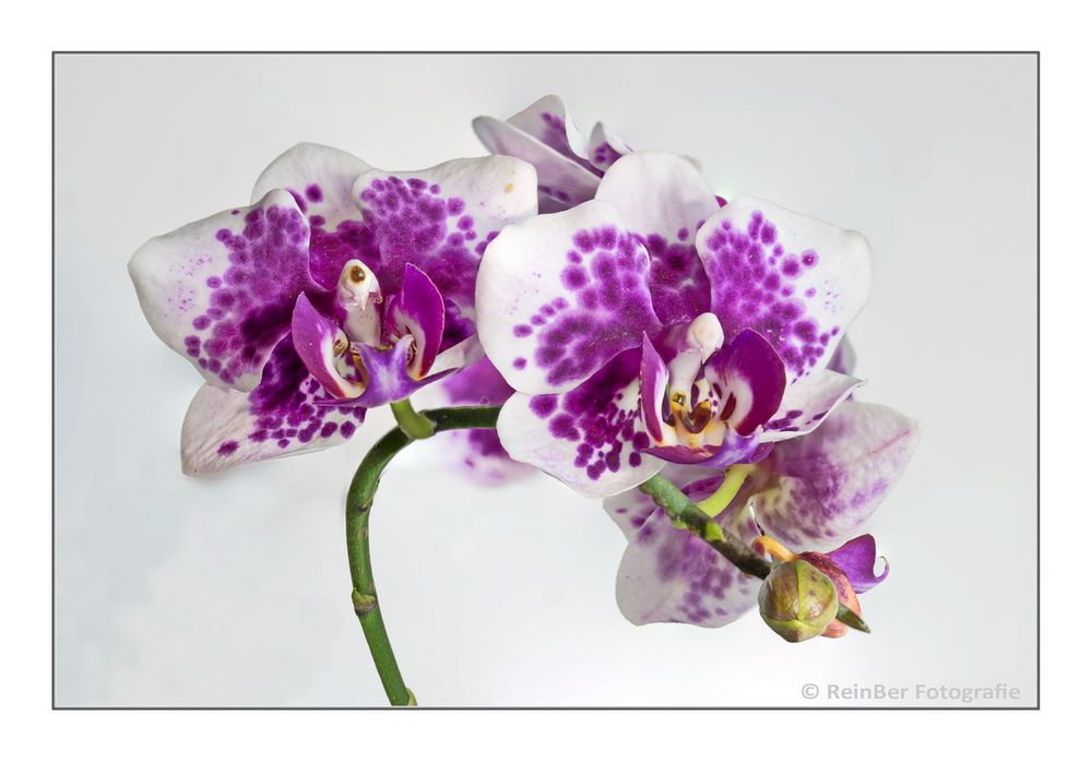 Orchideen 2