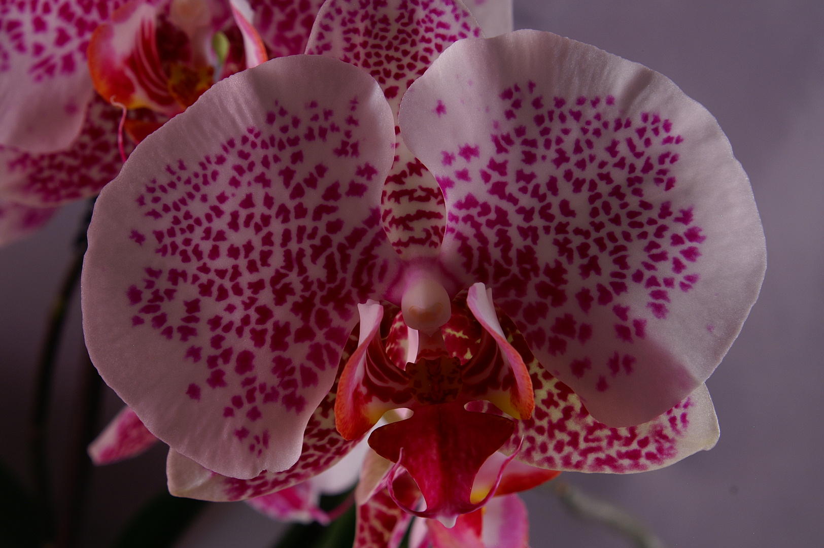 Orchideen 2