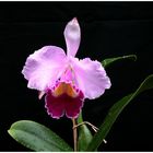 Orchideen 2