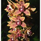 Orchideen 2