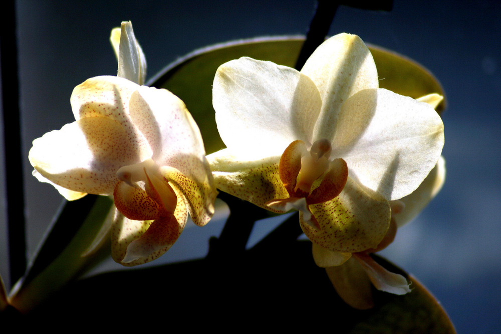 Orchideen 2