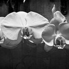 Orchideen #2