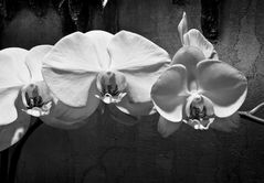 Orchideen #2