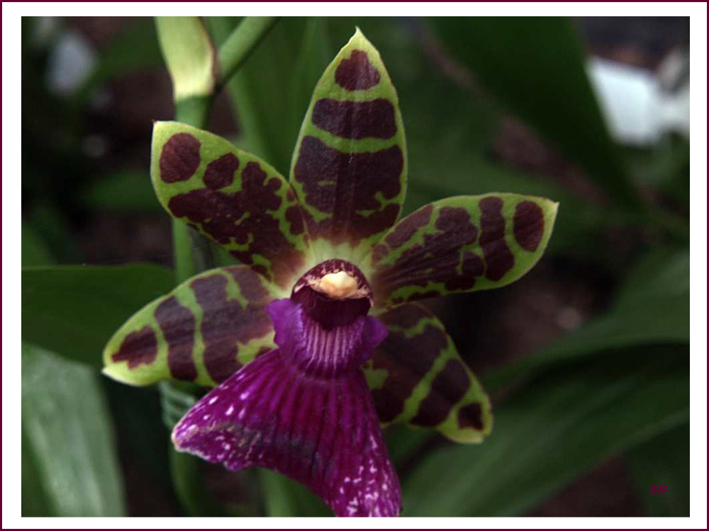 Orchideen (2)