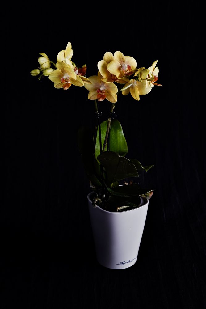 Orchideen #2