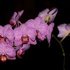 Orchideen 2