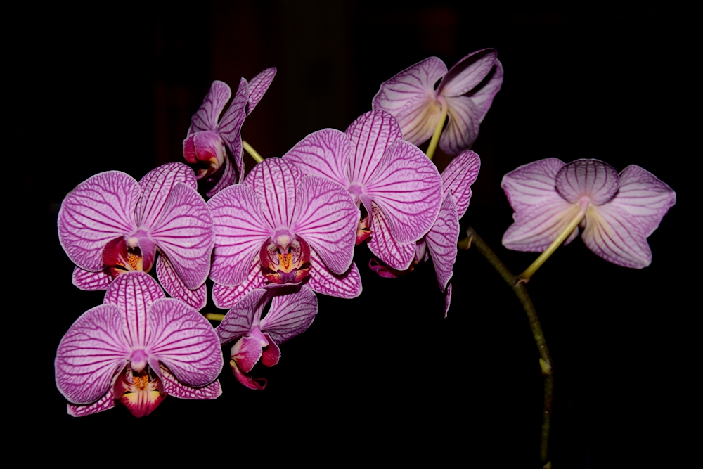 Orchideen 2