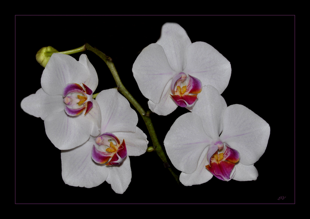 Orchideen (2)