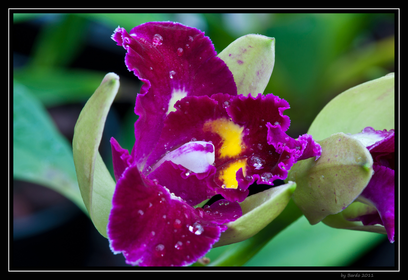 Orchideen 2011-174