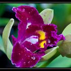 Orchideen 2011-174