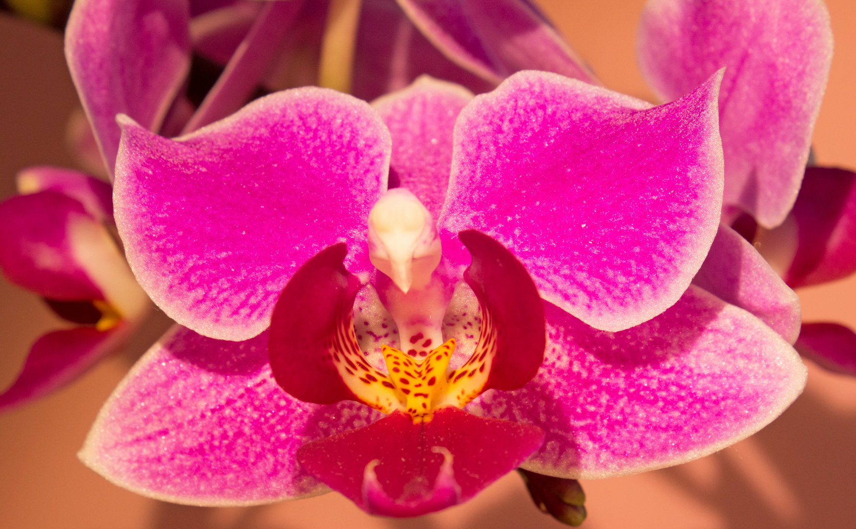 Orchideen 2013