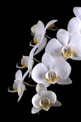 Orchideen