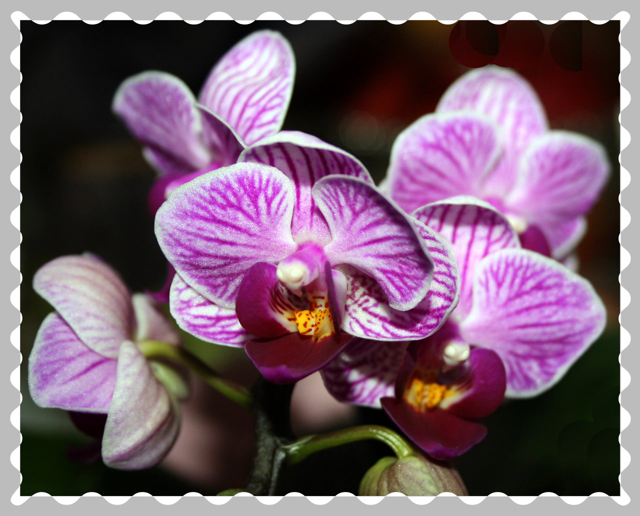 Orchideen