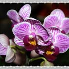 Orchideen