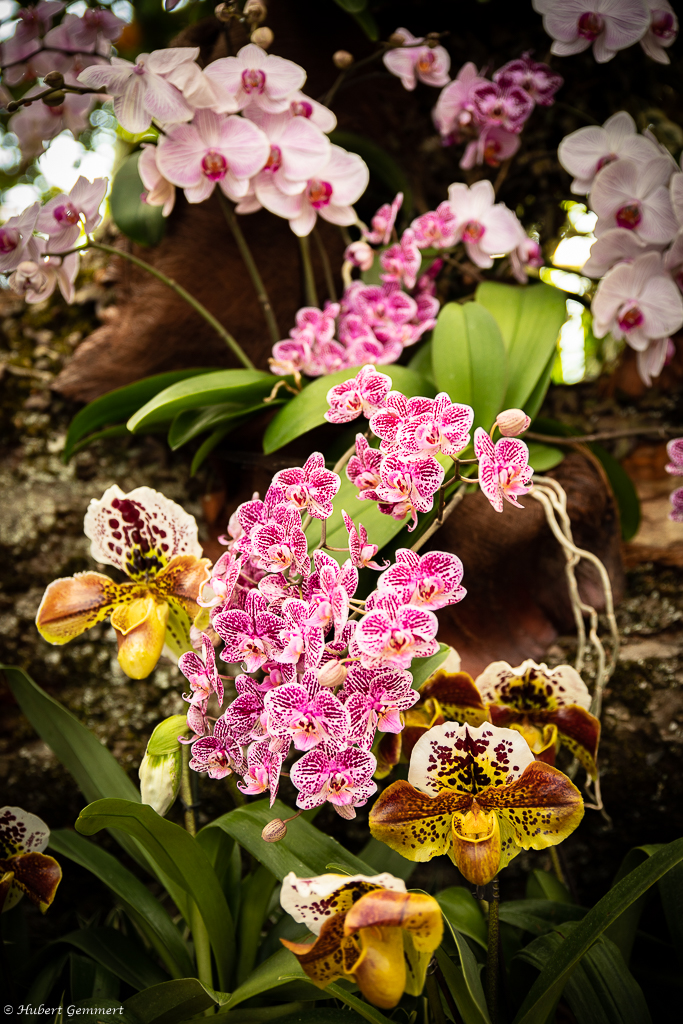 Orchideen-26