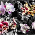 Orchideen