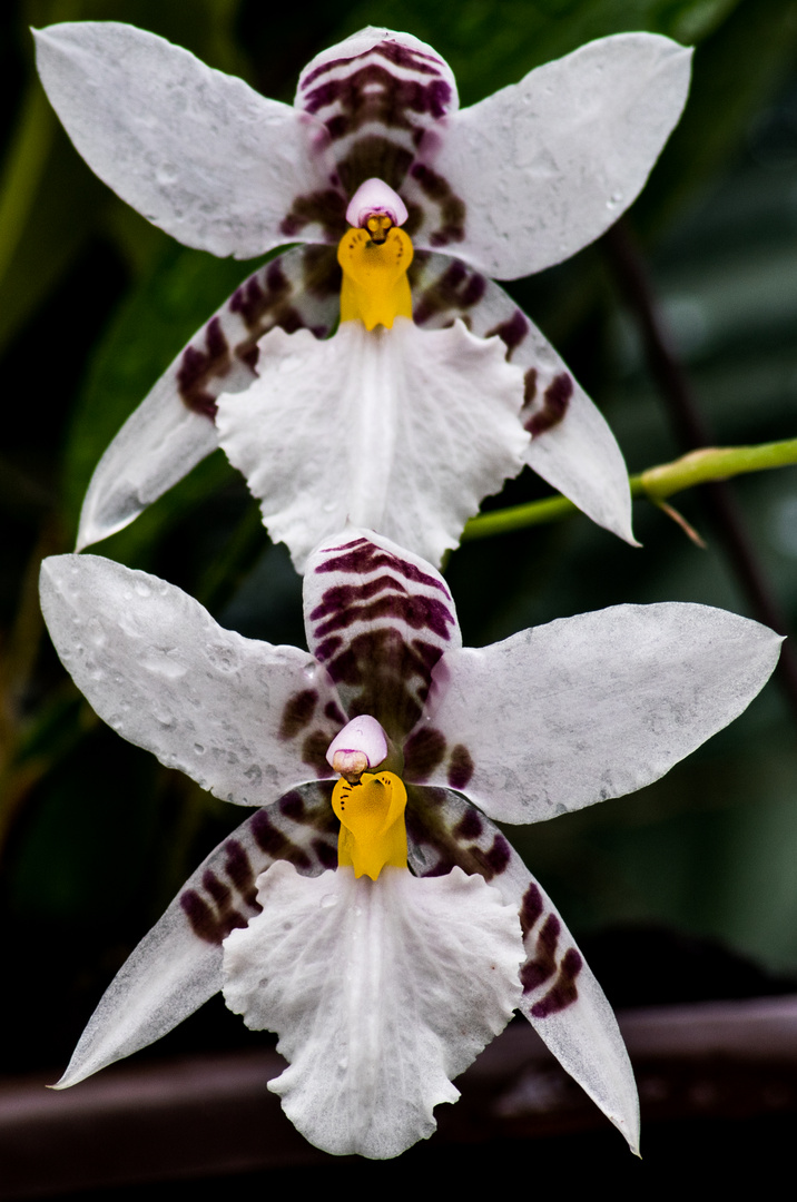 Orchideen