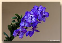 Orchideen