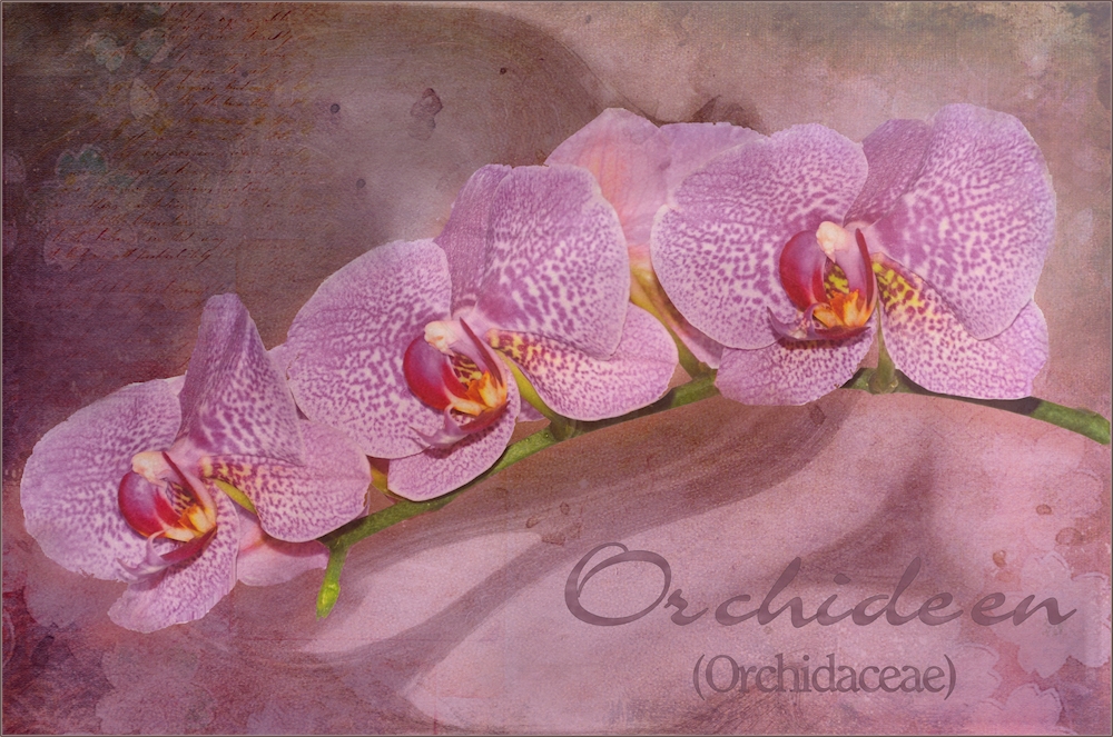 Orchideen