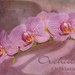 Orchideen